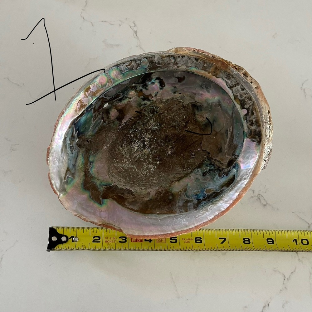 Natural Abalone Large Shell - Picture 10 of 16